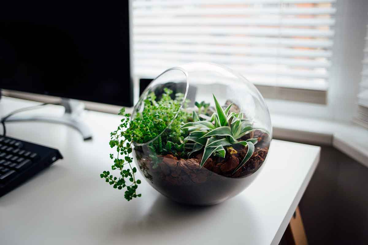 Utilisez des plantes et autres objets décoratifs pour personnaliser votre studio d'étudiant et vous sentir chez vous