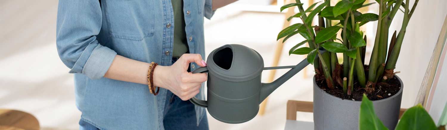 Arrosez généreusement vos plantes 4 à 5 jours avant le déménagement